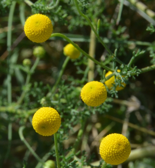 yellow blossoms closeup
